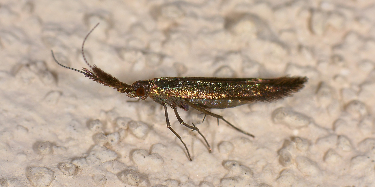 Da determinare - Coleophora sp., Coleophoridae